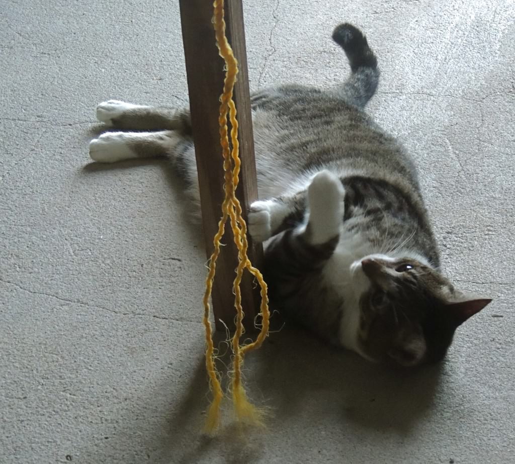 A few of the cats liked to play at P.A.W.'s. This one found some string at the end of a table.